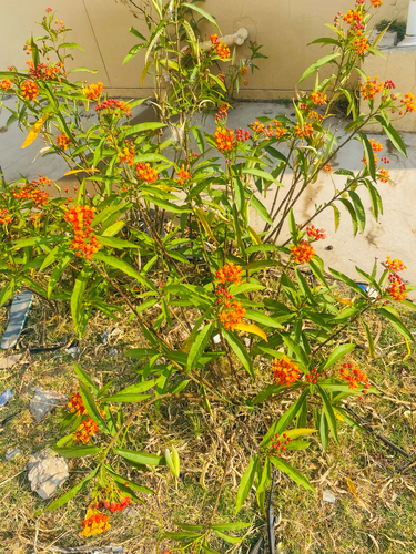 tropical milkweed