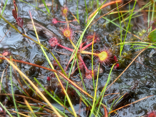 round-leaved sundew