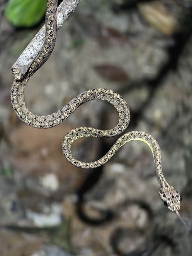 Jasper Cat Snake