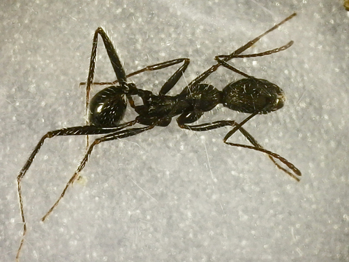 Aphaenogaster iberica