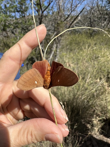 Oslar's Oakworm Moth