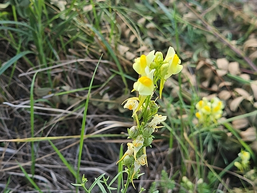 common toadflax