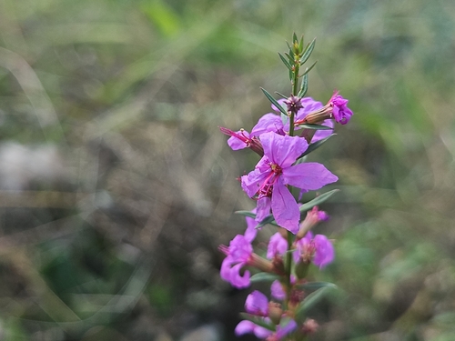 Wanded Loosestrife