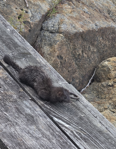 American Mink observed by jennifer98291