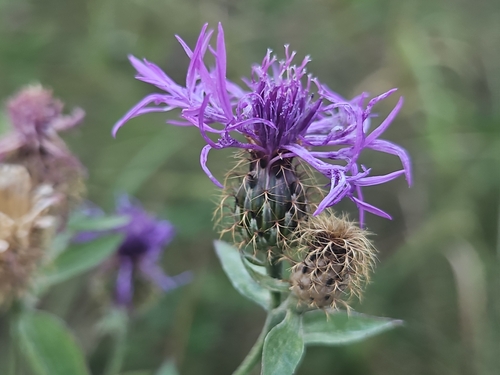 Centaurea phrygia indurata
