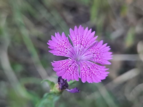 Dianthus collinus
