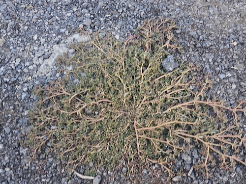 Common Purslane