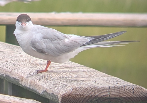 Common Tern observed by pointman