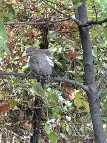 White-winged Dove observed by janlapine