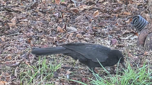 White-winged Chough