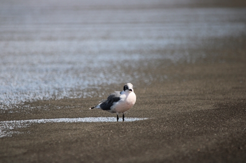 Franklin's Gull
