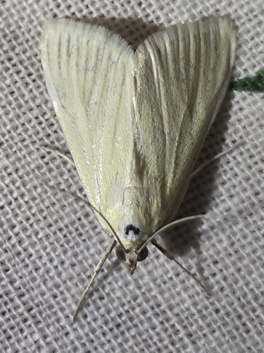 Carrot Seed Moth