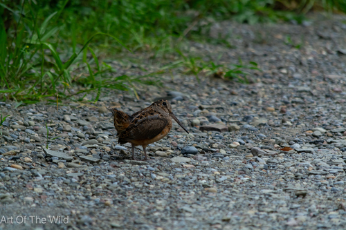 American Woodcock observed by dean212