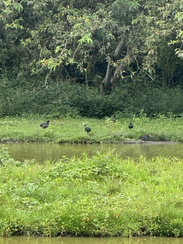 Gallinule d'Amérique observed by vincentpremel