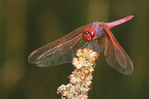 Violet Dropwing