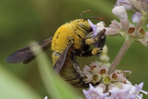 Pubescent Carpenter Bee