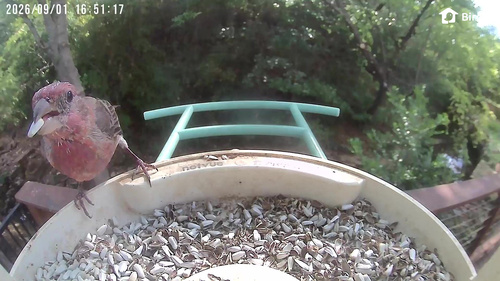 House Finch observed by tadamcochran