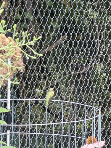 Ruby-throated Hummingbird observed by franchismar