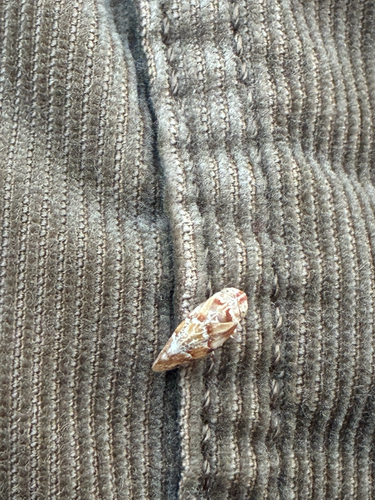 iNaturalist observation photo of Winged and Once-winged Insects