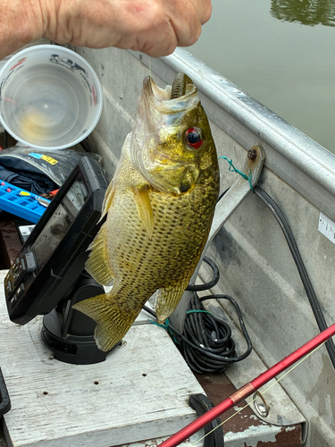 Rock Bass