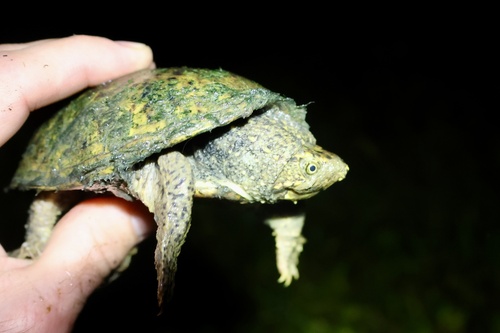 Eastern Musk Turtle observed by novah21
