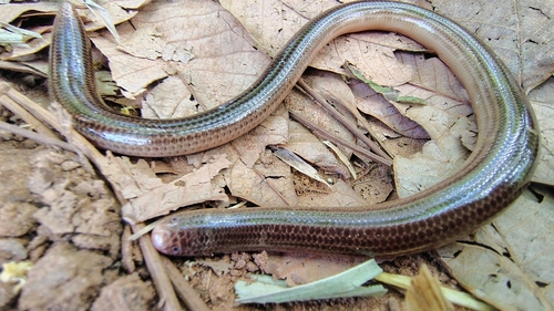 Brongersma's Worm Snake