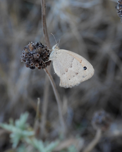 Small Heath