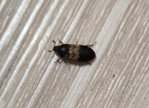 Larder Beetle