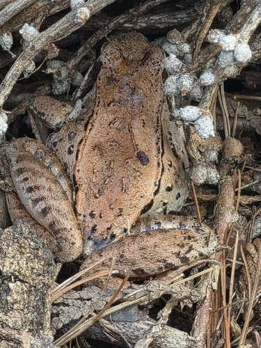 grenouille des bois observed by frederic8616