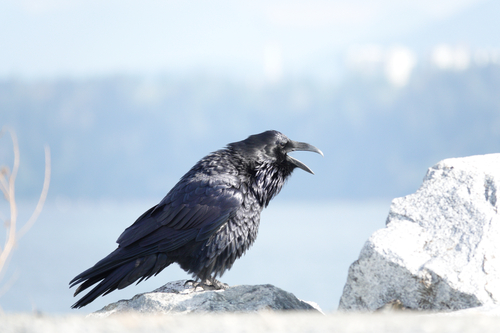 Common Raven observed by sammactavish
