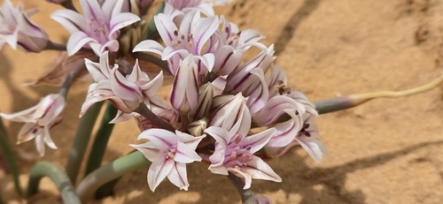 Largeflower Onion