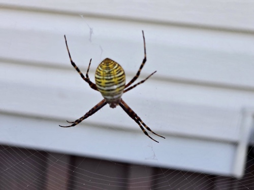 Banded Garden Spider