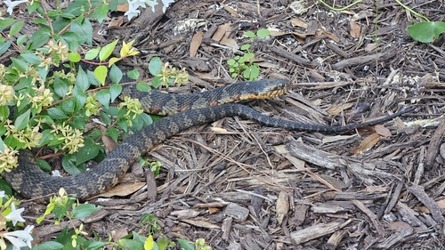 Banded Watersnake observed by apostle1