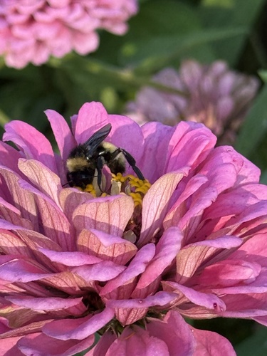 American Bumble Bee