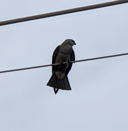 Mississippi Kite observed by jacob60003