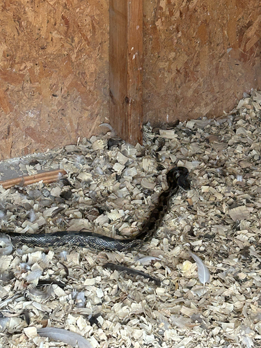 Western Ratsnake observed by lysa_b0