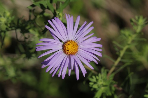 Symphyotrichum oblongifolium (Nutt.) G.L.Nesom