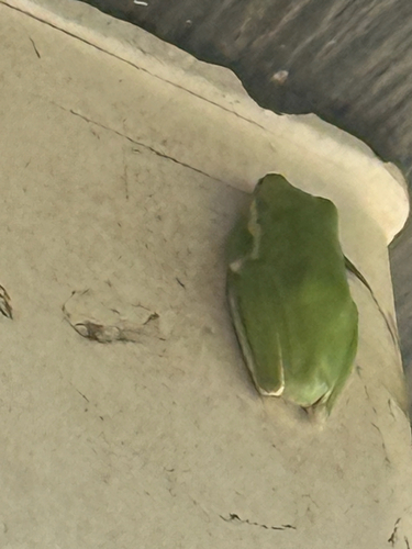 Green Treefrog observed by tombrownfollower