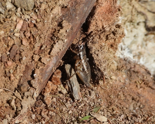 Sciobia lusitanica