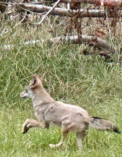 Coyote observed by trevorwhite