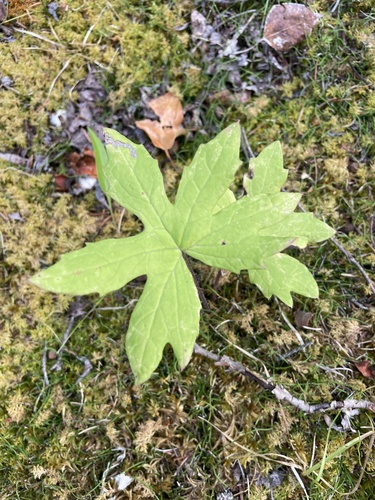 Arctic Butterbur