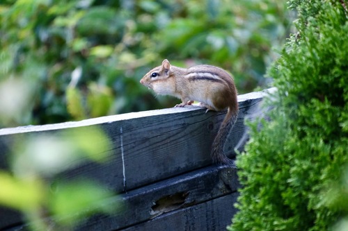 Eastern Chipmunk observed by chris1929