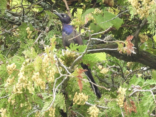 Common Grackle observed by robin04