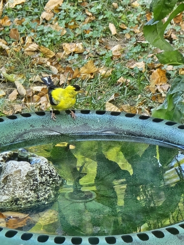 American Goldfinch observed by hollyp75