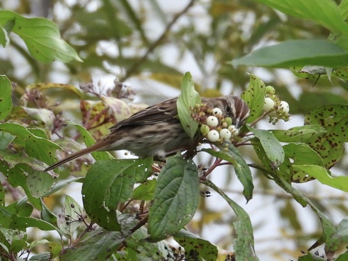 Song Sparrow observed by robin04
