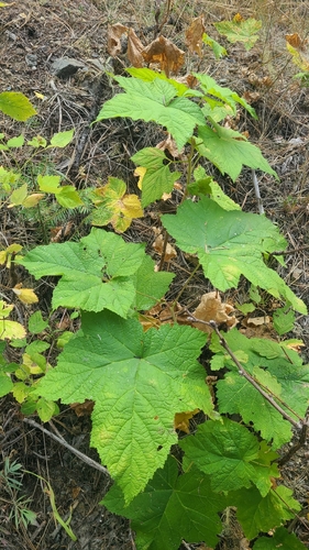 thimbleberry