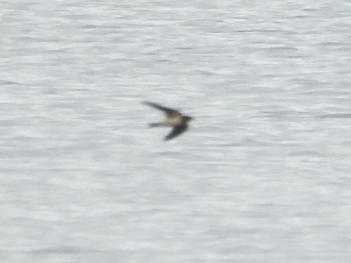 Barn Swallow observed by robin04