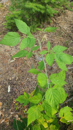 whitebark raspberry