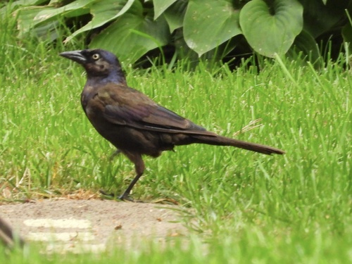 Common Grackle observed by robin04