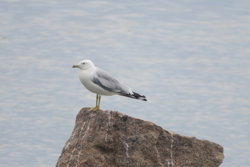 Ring-billed Gull observed by oriolballestermarti